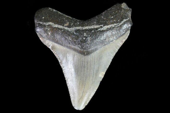 Juvenile Megalodon Tooth - Georgia #75386